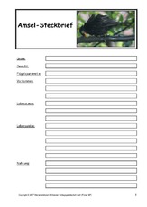 Amsel-Steckbrief-B-1.pdf